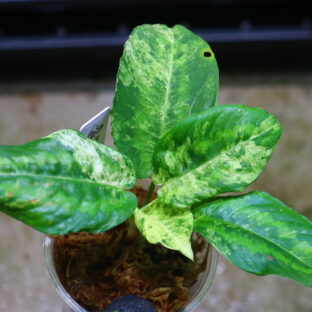 スキスマトグロッティス斑入り　🦍 -TGK-r70912lh- 🦍　 Schismatoglottis sp. variegatedfrom Kalimantan Barat