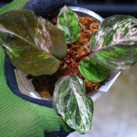 ホマロメナ斑入り/TGK輸入便 / 🦍-TGK-r20806lh-🦍/Homalomena sp. variegated from Kalimantan Barat Nanga Mahap