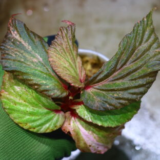 ベゴニアsp.斑入り🦍-TGK-r60402-🦍/Begonia sp.variegated from Borneo