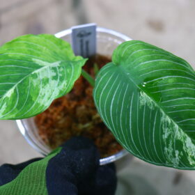 スキスマグロッティス　プセウドハテティ 斑入り from Kalimantan Barat 🦍 -TGK-r60819h- 🦍　Schismatoglottis pseudohathetii variegated