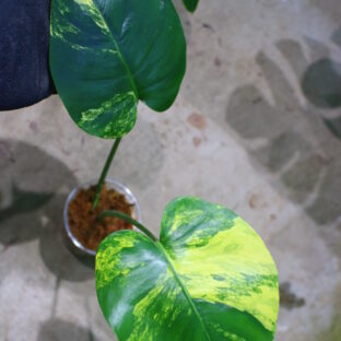 国内実生増殖株管理No.6  Monstera deliciosa yellow variegated   from Japan 🦍 -TGK-r3012s - 🦍  　