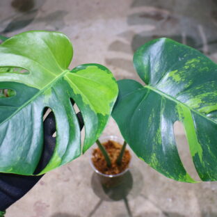 国内実生増殖株管理No.1 / Monstera deliciosa variegated from Japan (green on green type)  🦍-TGK-r3012s - 🦍