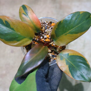 Philodendron 'Black Cardinal' variegated No.2  🦍-TGK-r50404-🦍 フィロデンドロン 'ブラック カーディナル' 斑入り No.2