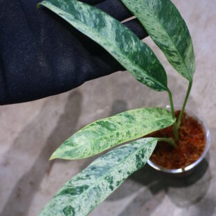 エピプレムナム ギカンチウム マーブル 斑入り🦍-TGK-r50404-🦍 / Epipremnum giganteum marble variegated