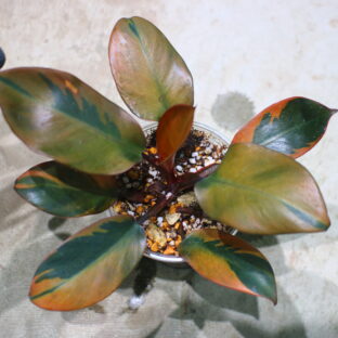 Philodendron 'Black Cardinal' variegated No.2  🦍-TGK-r50404-🦍 フィロデンドロン 'ブラック カーディナル' 斑入り No.2