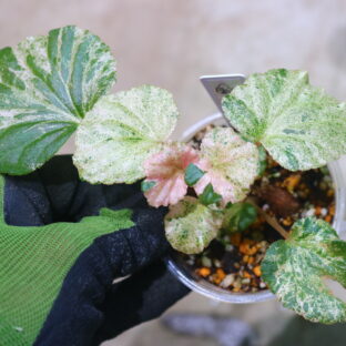 Begonia cucullata pink variegated 🦍-TGK-r60402- 🦍 ベゴニア ククラータ ピンク 斑入り