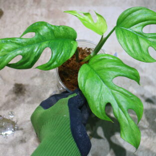 Rhaphidophora sp. budoguensis variegated 🦍-TGK-r61028-🦍