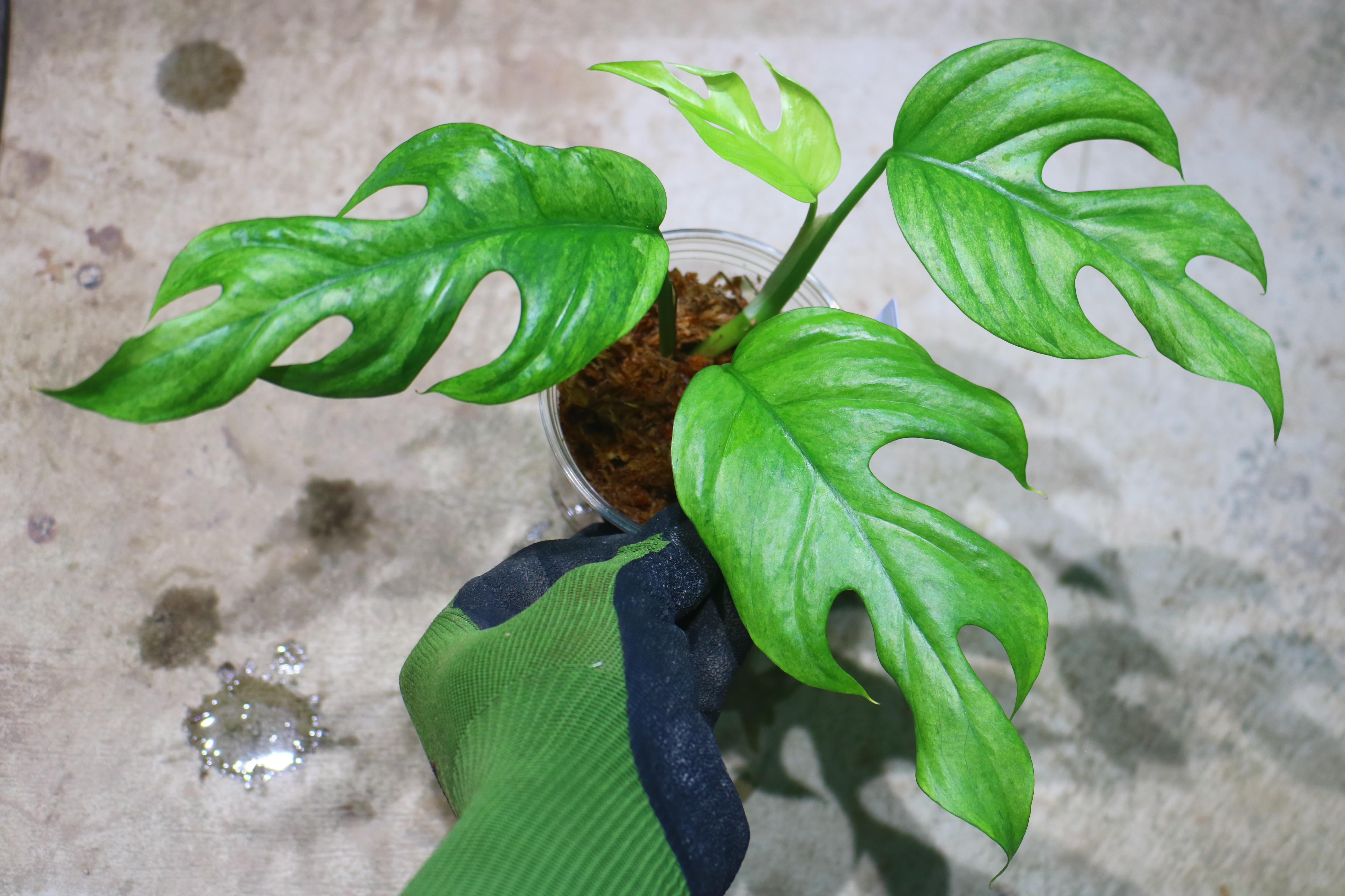 Rhaphidophora sp. budoguensis variegated 🦍-TGK-r61028-🦍