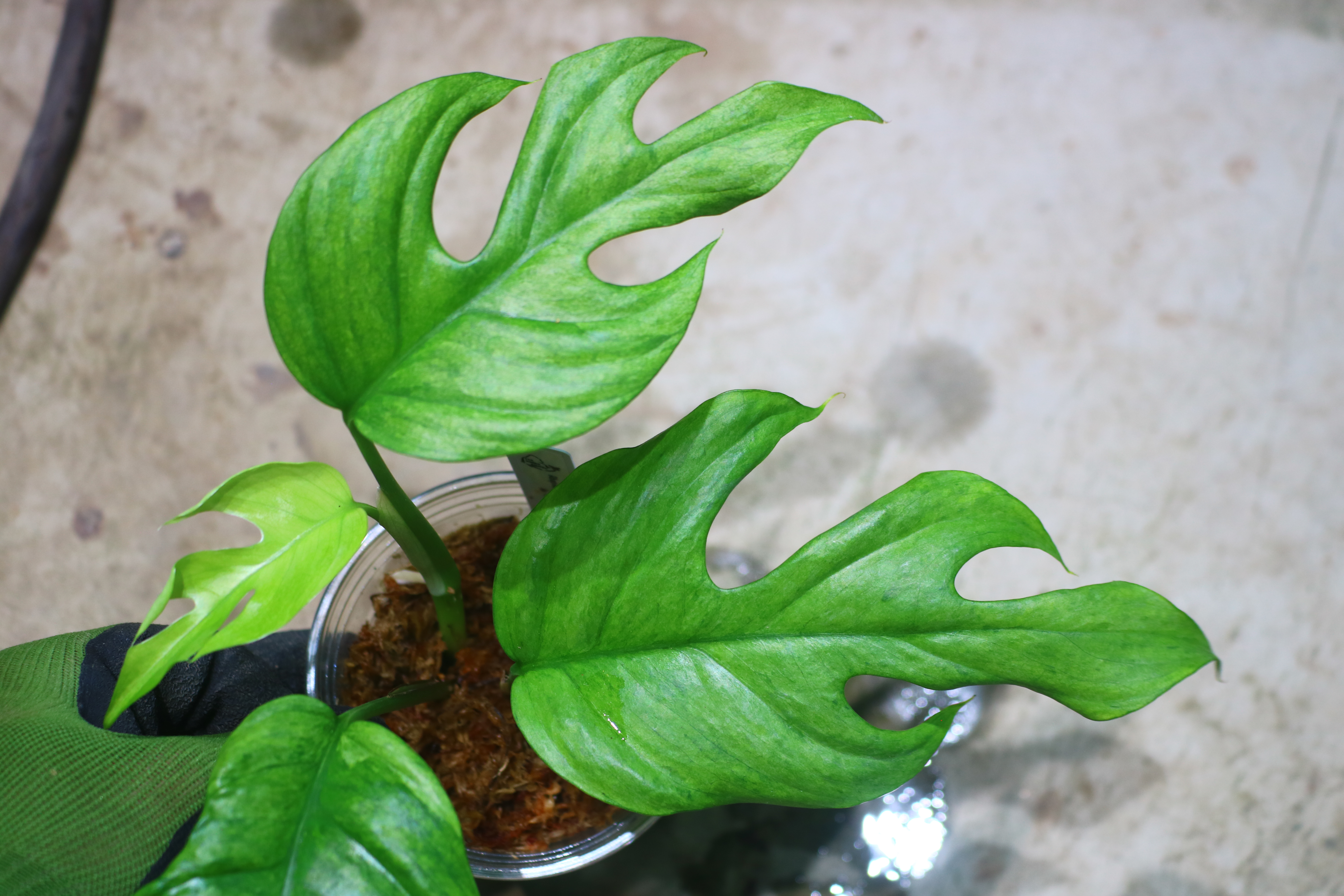 Rhaphidophora sp. budoguensis variegated 🦍-TGK-r61028-🦍 - 画像 (6)