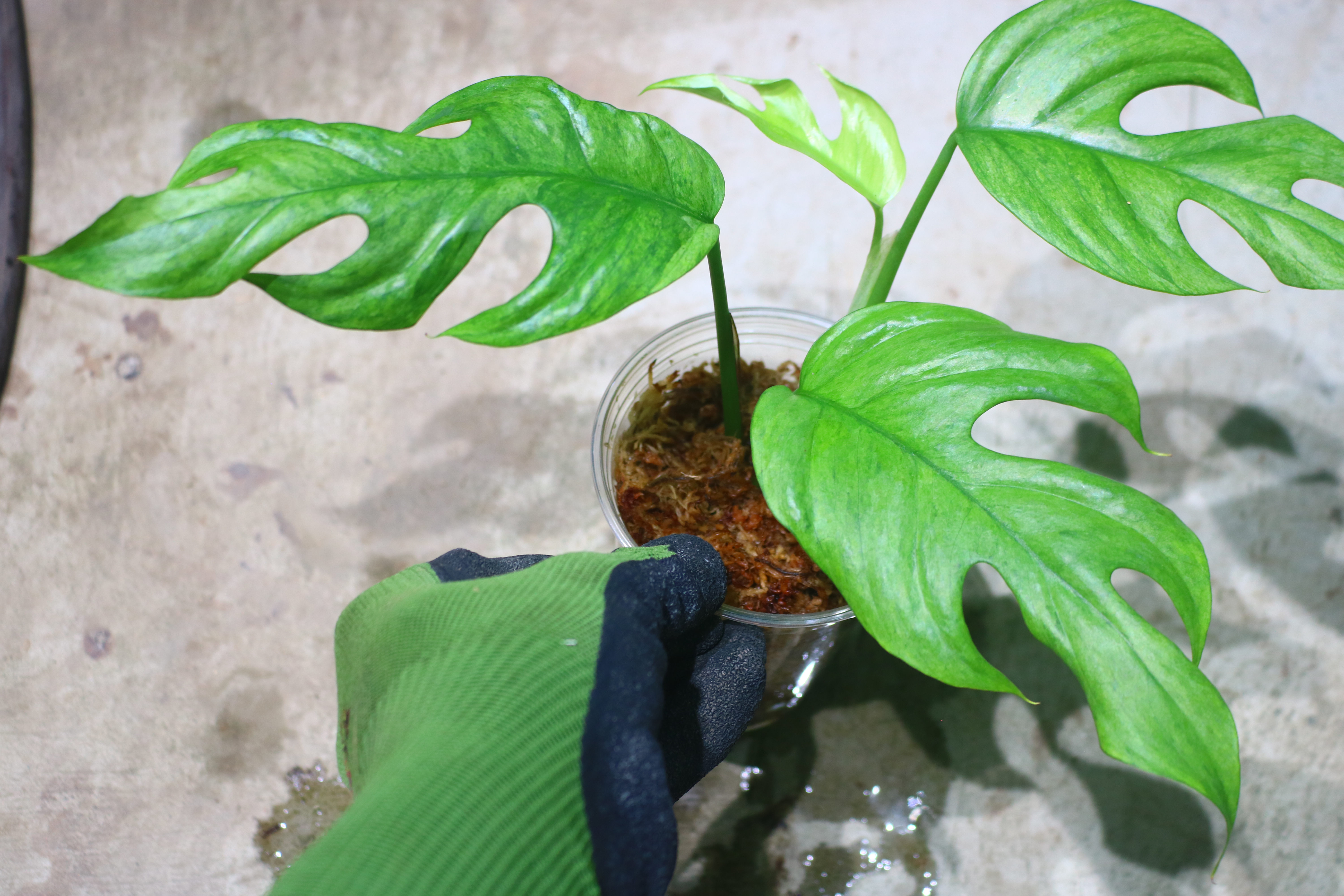 Rhaphidophora sp. budoguensis variegated 🦍-TGK-r61028-🦍 - 画像 (5)