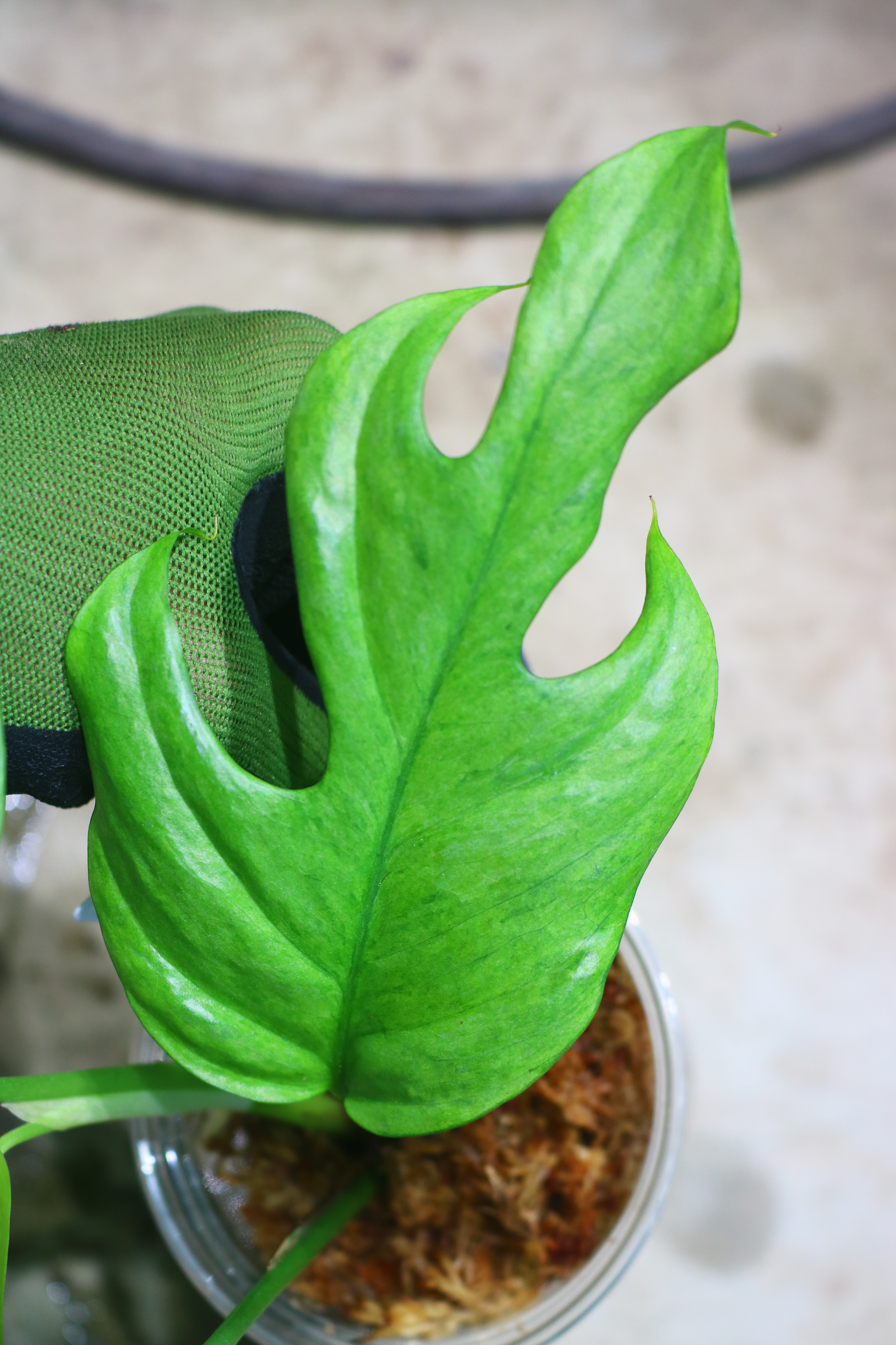 Rhaphidophora sp. budoguensis variegated 🦍-TGK-r61028-🦍 - 画像 (4)