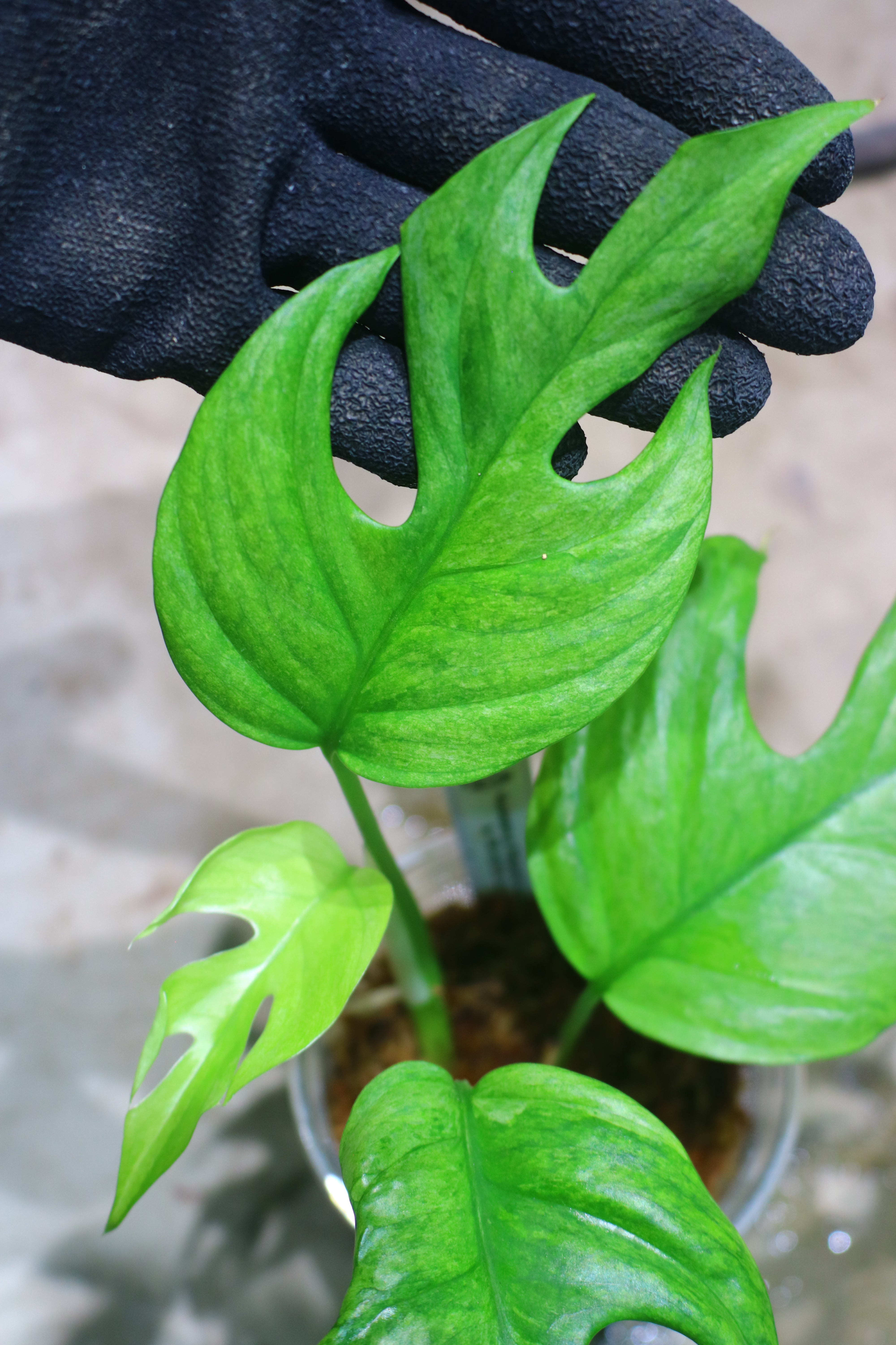 Rhaphidophora sp. budoguensis variegated 🦍-TGK-r61028-🦍 - 画像 (3)