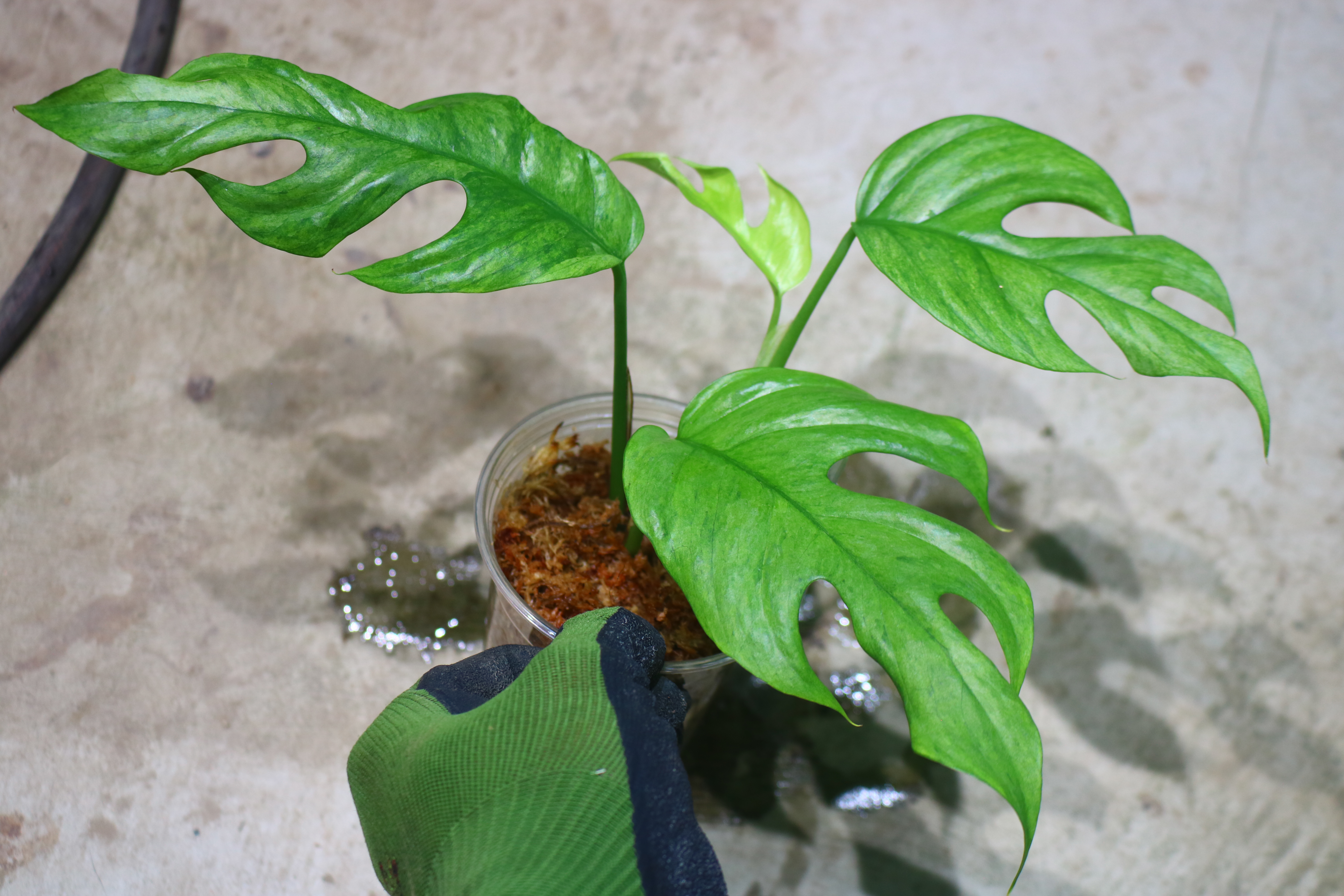 Rhaphidophora sp. budoguensis variegated 🦍-TGK-r61028-🦍 - 画像 (2)