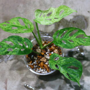 Monstera adansonii mottled mint variegated　🦍-TGK-r60402-🦍 / モンステラ アダンソニー モトルドミント斑入り