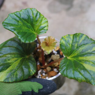 Begonia cucullata aurea variegated  🦍-TGK-r60402- 🦍 ベゴニア ククラータ オーレア 斑入り