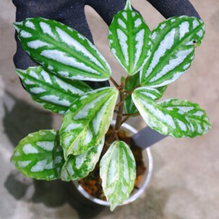 Pilea cadierei variegated 🦍-TGK-r60402-🦍  (ピレア・カディエレイ 斑入り）