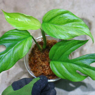 Rhaphidophora sp. budoguensis variegated 🦍-TGK-r61028-🦍