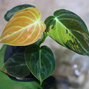 Philodendron melanochrysum variegated 🦍-TGK-r40206- 🦍フィロデンドロン メラノクリサム斑入り