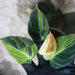 Philodendron melanochrysum variegated 🦍-TGK-r40206- 🦍フィロデンドロン メラノクリサム斑入り