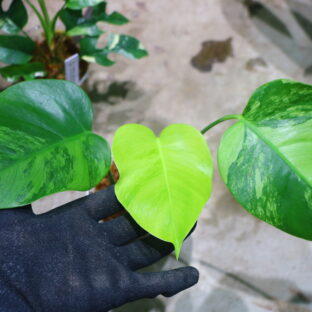 Monstera deliciosa variegated (borsigana type mint) from Japan🦍 -TGK-r0307s-🦍 国内実生増殖株管理 No.2