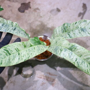 エピプレムナム ギカンチウム マーブル 斑入り🦍-TGK-r50404-🦍 / Epipremnum giganteum marble variegated