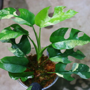 Rhaphidophora tetrasperma ‘White Monster’ 〔 narrow leaf type 〕🦍-TGK-r60402-🦍　ラフィドフォラ テトラスペルマ ‘ホワイトモンスター’ 〔ナローリーフタイプ〕