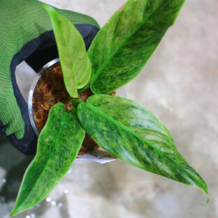 Philodendron cruentum variegated 🦍-TGK-🦍フィロデンドロン クルエンタム斑入り