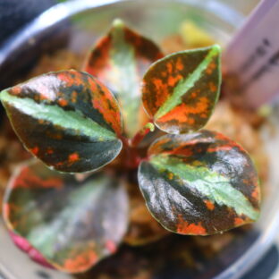 ペペロミア・メタリカ 'コロンビアナ' オウレア 斑入り🦍-TGK-r60428-🦍 Peperomia metallica 'Colombiana' aurea variegated