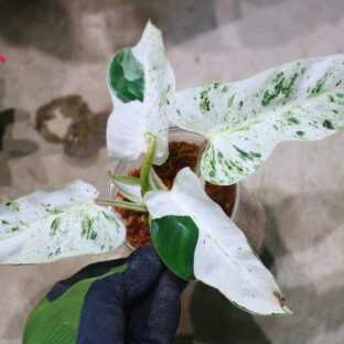 Philodendron 'Emerald Ice' 🦍-TGK-r50404-🦍/ フィロデンドロン エメラルド アイス