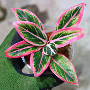 Aglaonema ‘Lotus Delight’ 🦍-TGK-r61028-🦍 アグラオネマ ‘ロータスディライト’