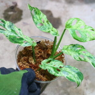 Monstera adansonii mottled mint variegated　🦍-TGK-r60402-🦍 / モンステラ アダンソニー モトルドミント斑入り