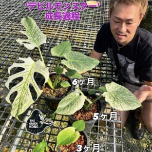 モンステラ デリシオーサ ‘デビルモンスター’（TC）| Monstera deliciosa ‘Devil Monster’ (TC)　🦍 -TGK-2026-01-🦍 | モンステラ デリシオーサ ‘デビルモンスター’（TC）| Monstera deliciosa ‘Devil Monster’ (TC)