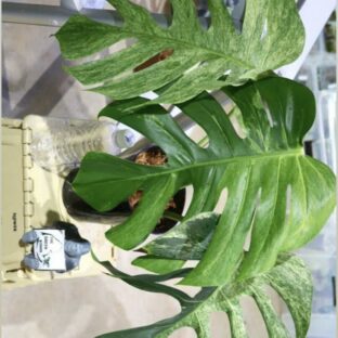 Monstera deliciosa mint variegated|モンステラ デリシオーサミント斑入り| 🦍-TGK-r0406-🦍