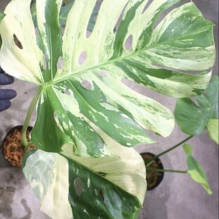 Monstera deliciosa variegated from Japan | 国内実生増殖株管理No.5 | モンステラ|🦍 -TGK-r3012s-🦍