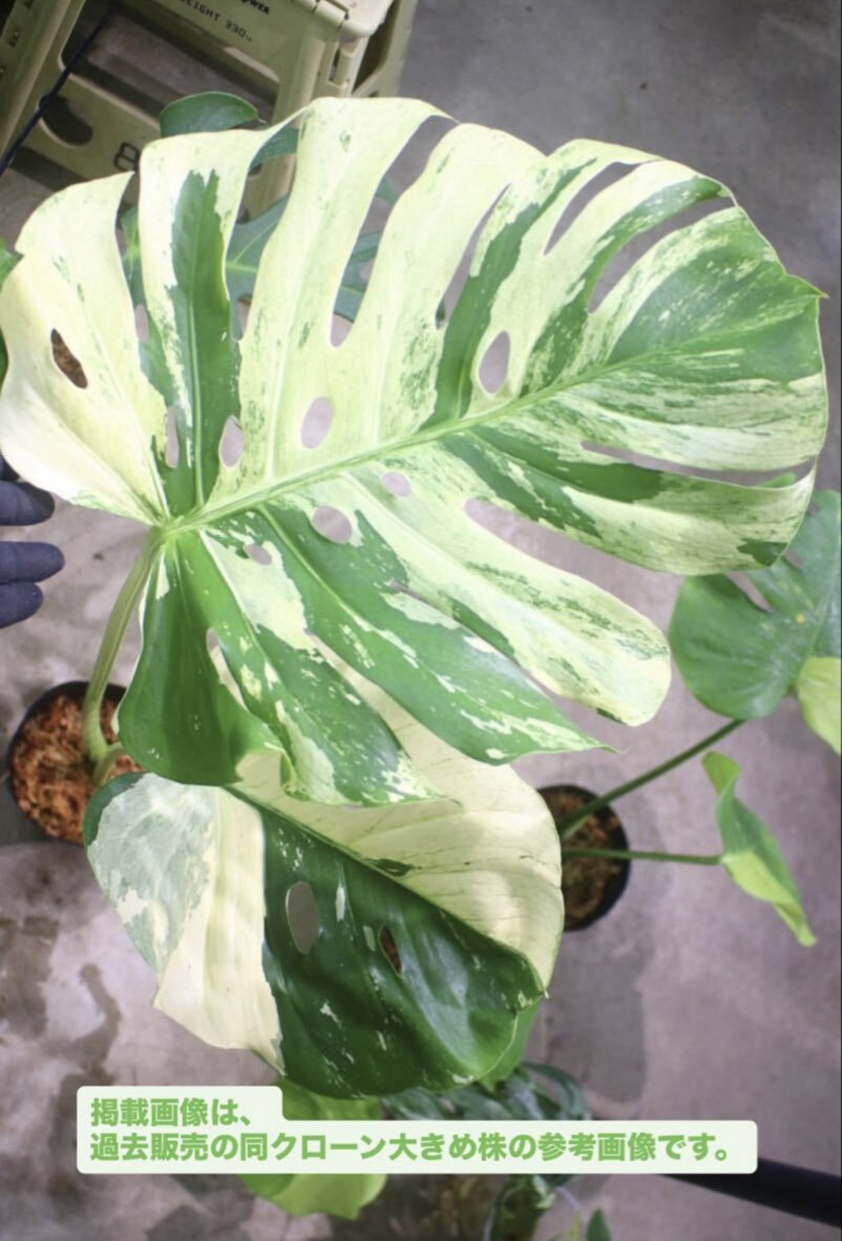 モンステラ　kkk Monstera deliciosa variegated from Japan | 国内実生増殖株管理No.5