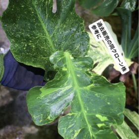 Monstera deliciosa mutation yellow variegated fromJapan |国内実生増殖株管理 No.3|モンステラ| 🦍-TGK-r3012s-🦍