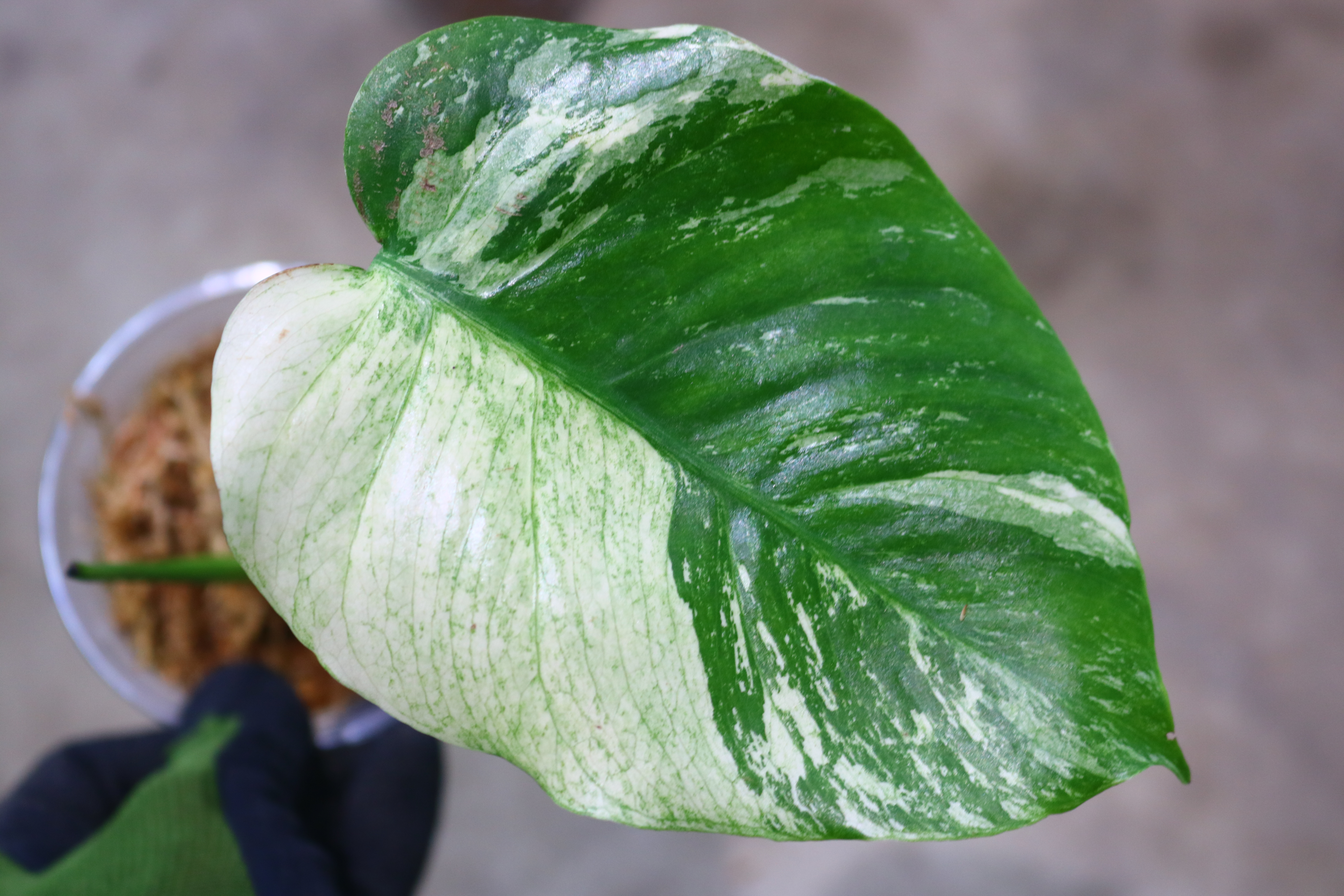 Monstera deliciosa variegated from Japan | 国内実生増殖株管理No.5