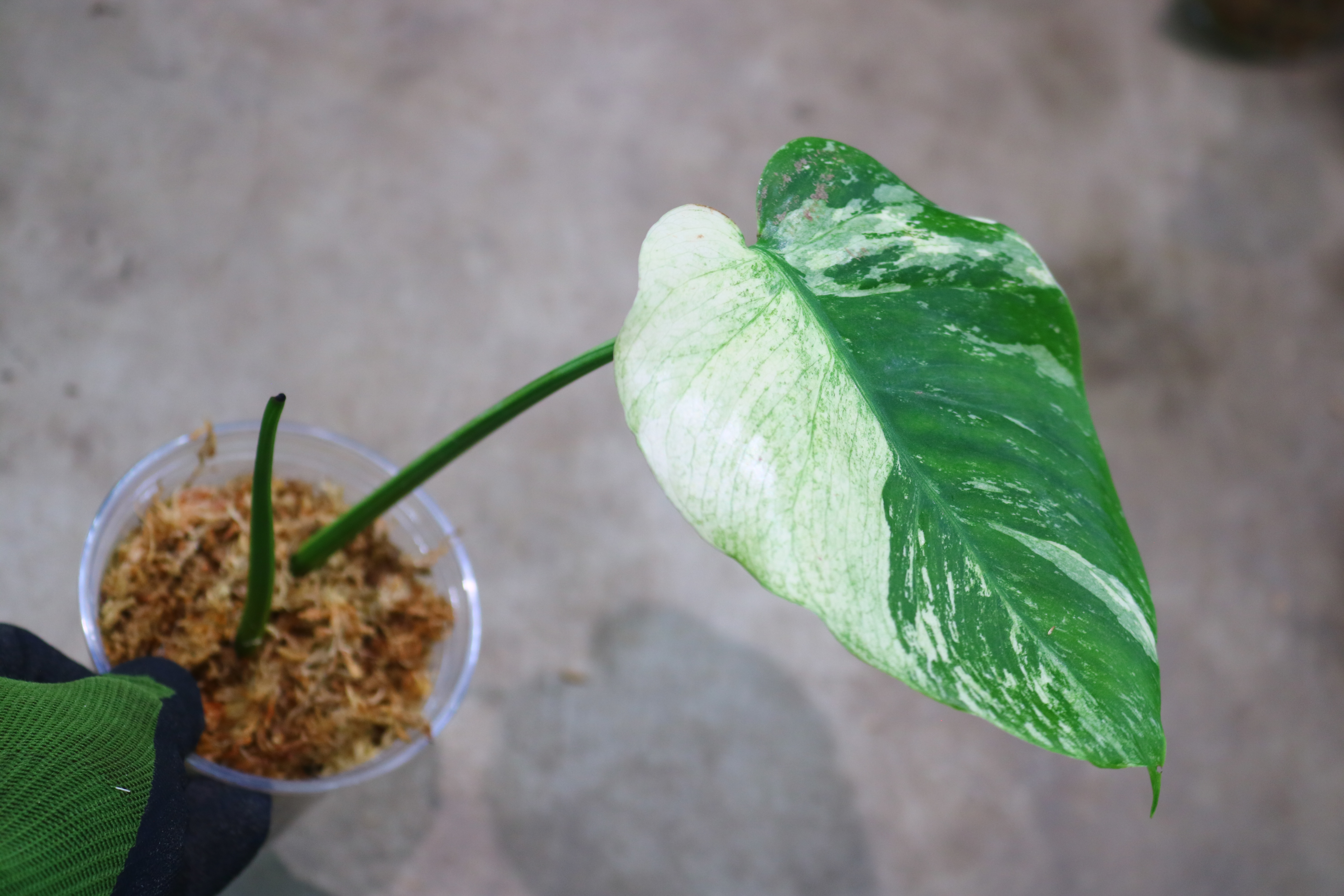 Monstera deliciosa variegated from Japan | 国内実生増殖株管理No.5