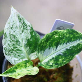 Aglaonema picutum variegated from Aceh Sumatra |アグラオネマピクタム斑入り|🦍 -TGK-RIIX0069LH-🦍