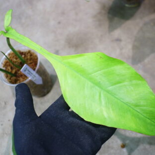 Philodendron joepii mint variegated |フィロデンドロンジョーピーミント斑入り |🦍 -TGK-r60402- 🦍
