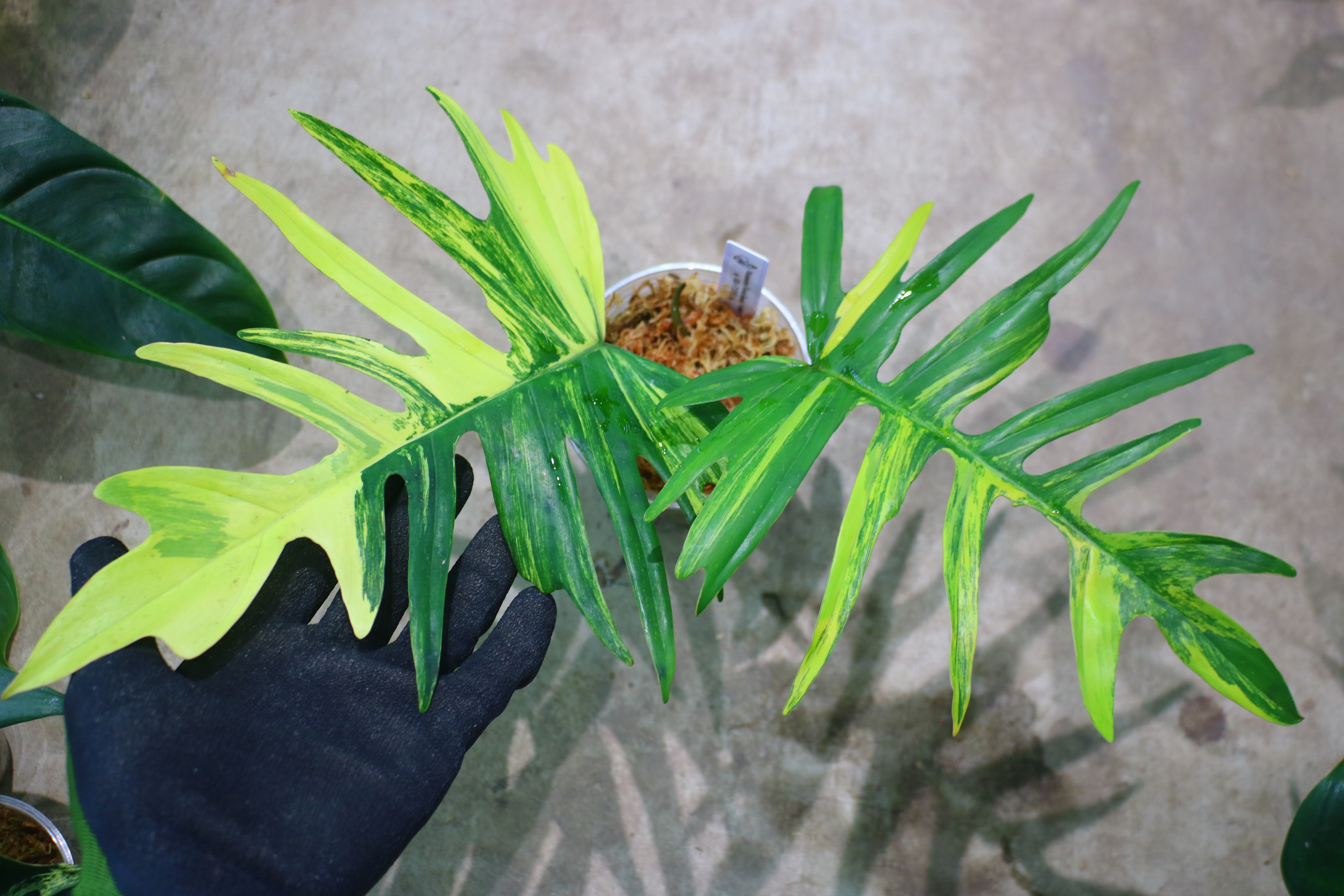 Philodendron ‘Florida Beauty’ × totum|フィロデンドロン ‘フロリダ・ビューティー’ × トータム|🦍-TGK-r70330-🦍 - 画像 (2)