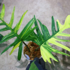 Philodendron ‘Florida Beauty’ × totum|フィロデンドロン ‘フロリダ・ビューティー’ × トータム|🦍-TGK-r70330-🦍