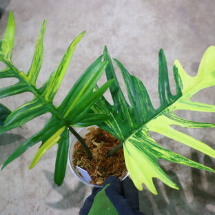 Philodendron ‘Florida Beauty’ × totum|フィロデンドロン ‘フロリダ・ビューティー’ × トータム|🦍-TGK-r70330-🦍