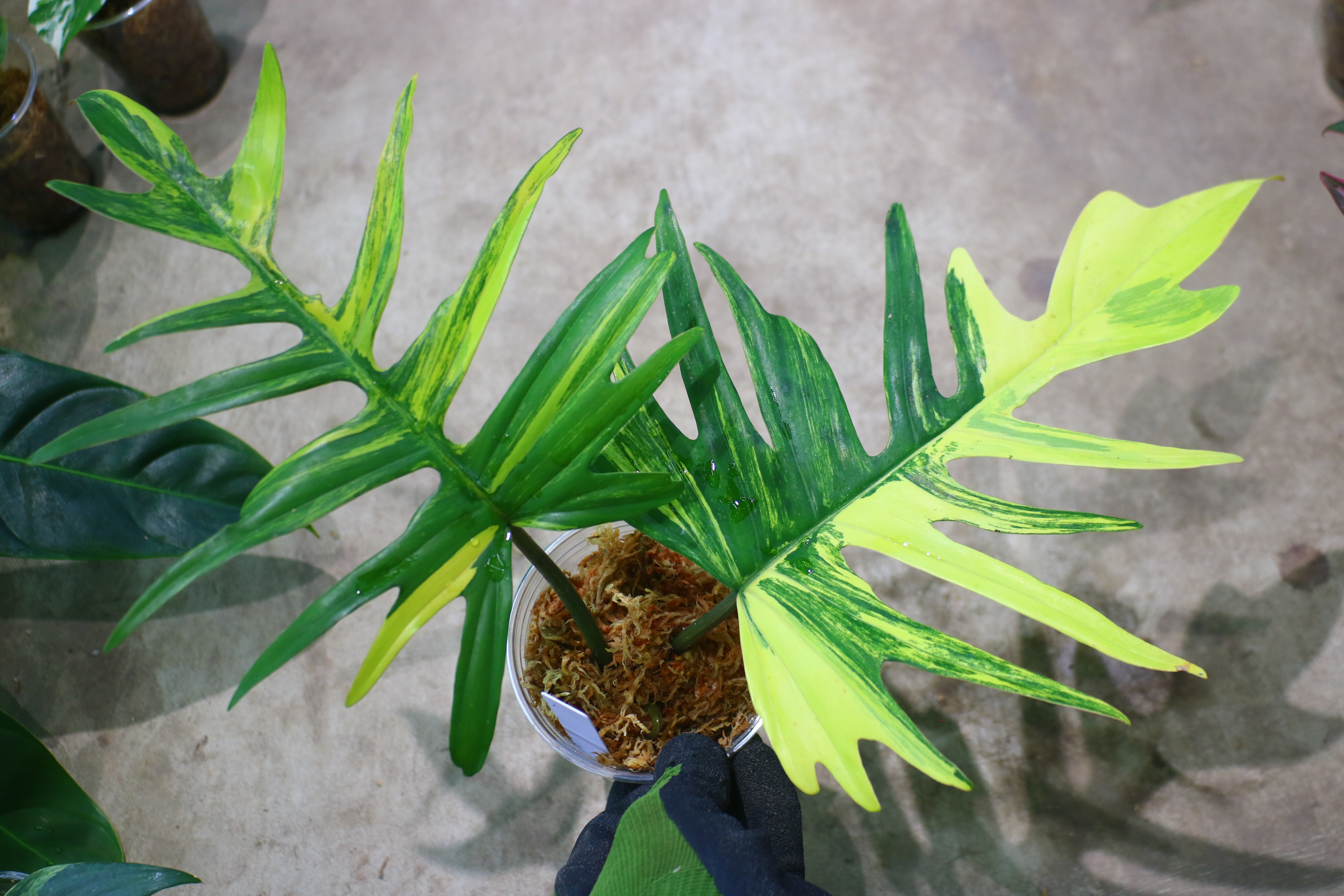 Philodendron ‘Florida Beauty’ × totum|フィロデンドロン ‘フロリダ・ビューティー’ × トータム|🦍-TGK-r70330-🦍