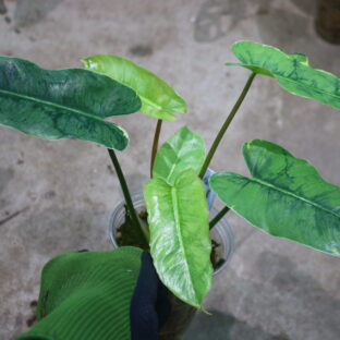 Philodendron ‘Burle Marx Silver Lava’ | フィロデンドロン バールマルクス 'シルバーラバ' |🦍 -TGK-r80120- 🦍