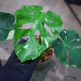 モンステラ デリシオーサ ‘フィッシュボーン’ 斑入り| Monstera deliciosa ‘Fish Bone’ variegated |  🦍 -TGK-r70828- 🦍