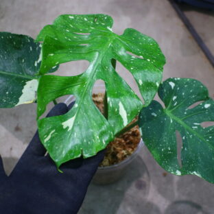 モンステラ デリシオーサ ‘フィッシュボーン’ 斑入り| Monstera deliciosa ‘Fish Bone’ variegated |  🦍 -TGK-r70828- 🦍