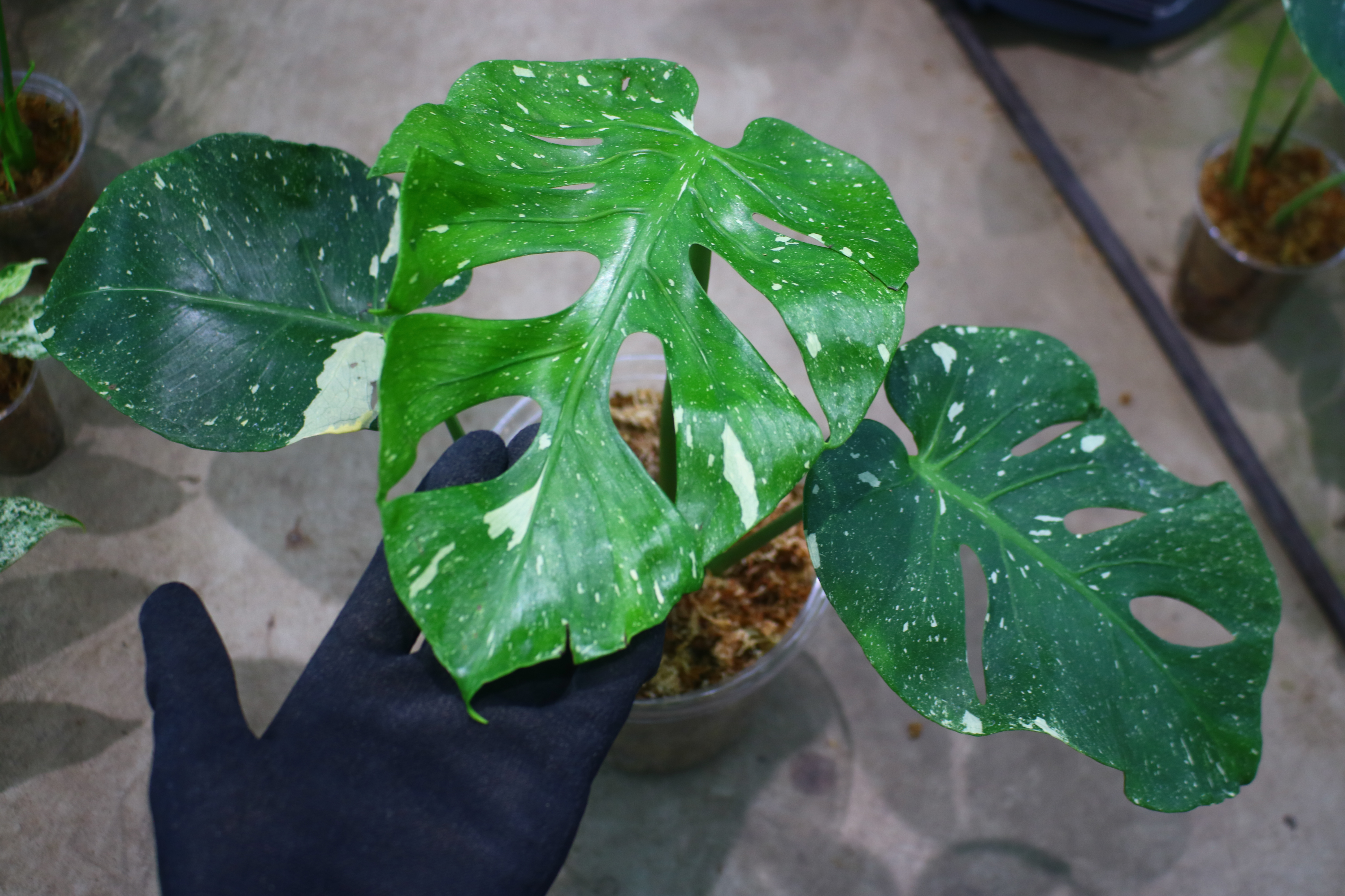 モンステラ デリシオーサ ‘フィッシュボーン’ 斑入り| Monstera deliciosa ‘Fish Bone’ variegated | 🦍 -TGK-r70828- 🦍