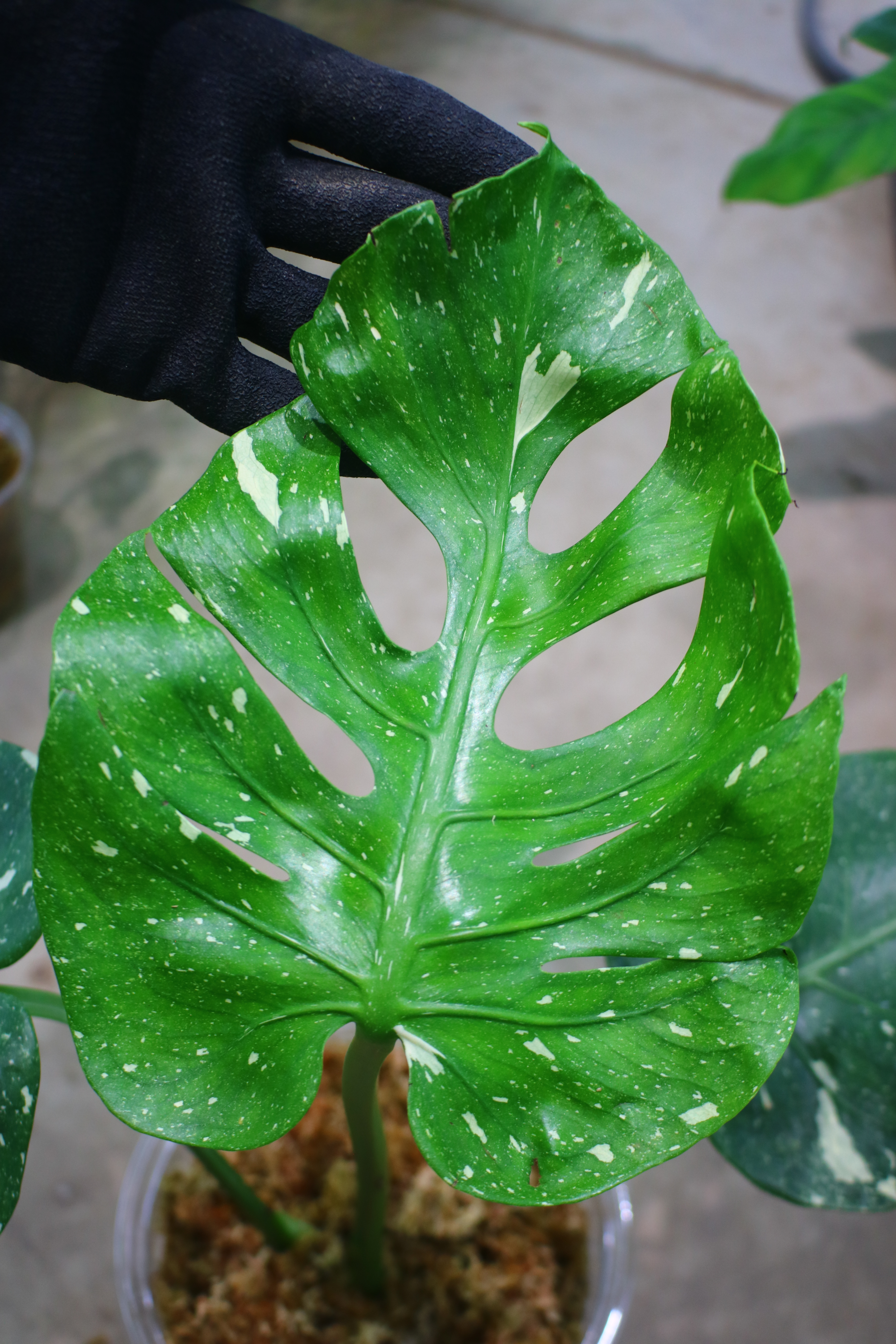 モンステラ デリシオーサ ‘フィッシュボーン’ 斑入り| Monstera deliciosa ‘Fish Bone’ variegated | 🦍 -TGK-r70828- 🦍 - 画像 (2)