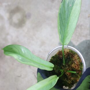 Philodendron longilobatum ‘Lelanomiyano Jungle Camo’  | フィロデンドロン　ロンギロバタム ‘レラノミヤノ ジャングルカモ’ |🦍-TGK-r70828-🦍